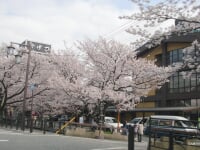 さくら温泉通り