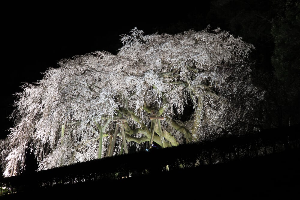 奥山田のしだれ桜の写真2