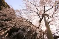 奥山田のしだれ桜