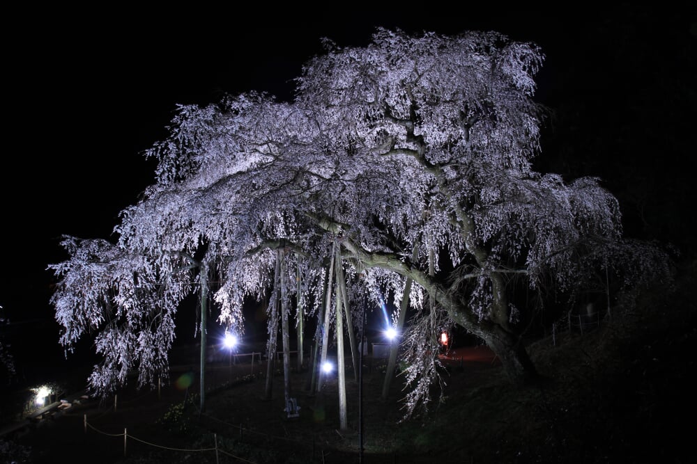 奥山田のしだれ桜の写真3