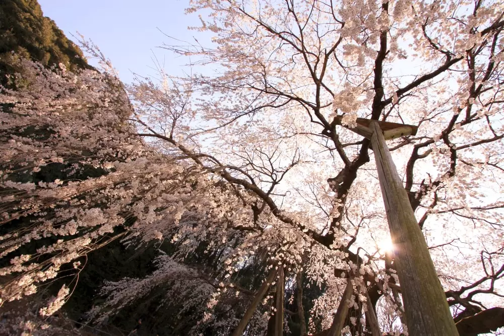 奥山田のしだれ桜の写真1