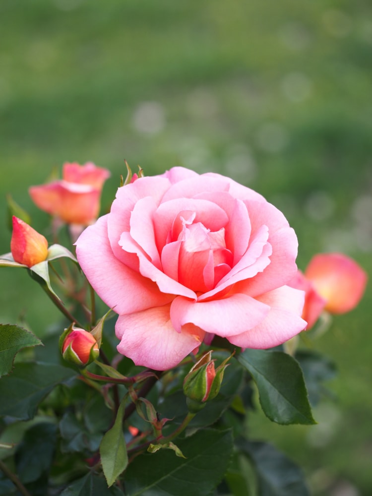 港の見える丘公園の写真2