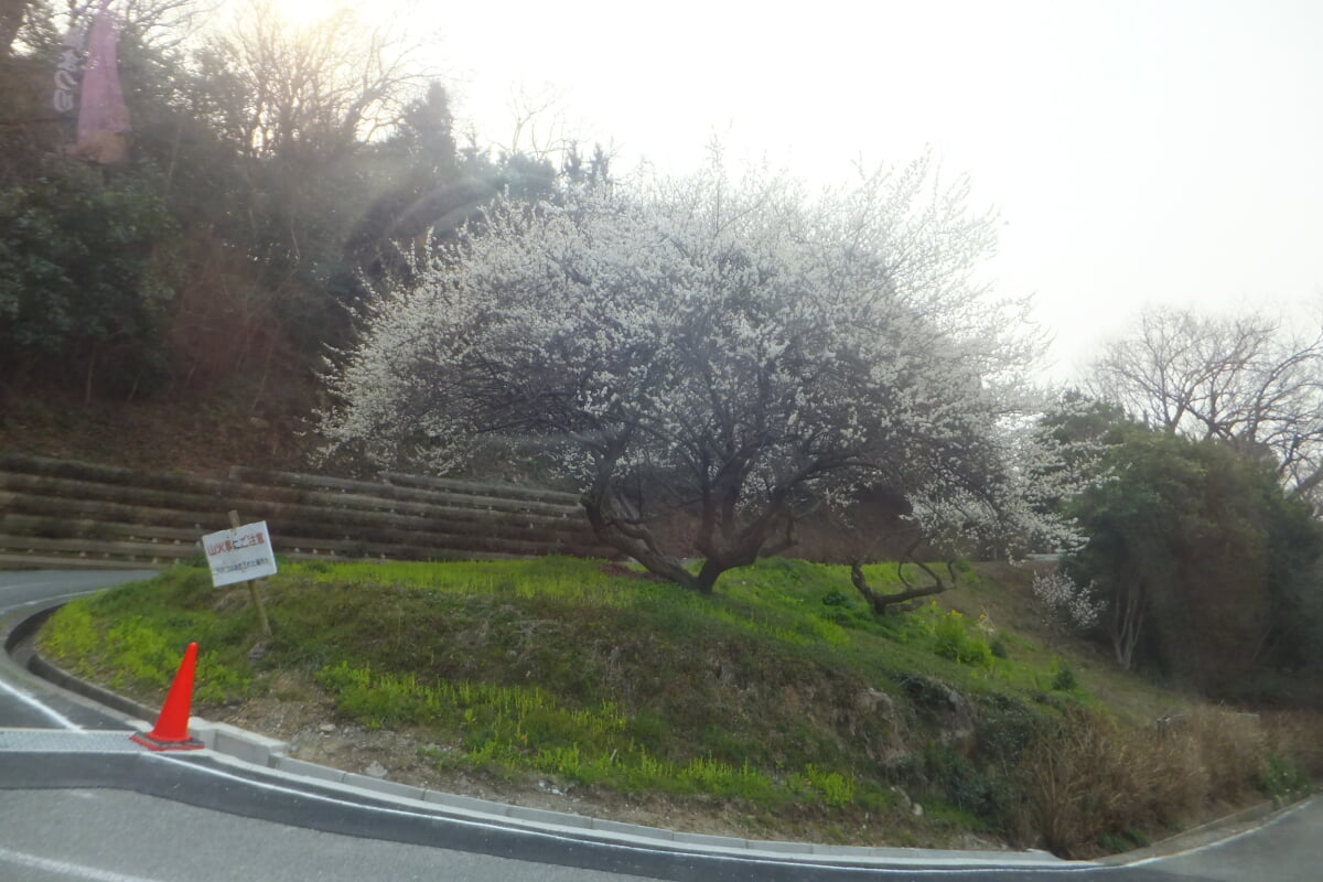 御津自然観察公園　世界の梅公園の写真6