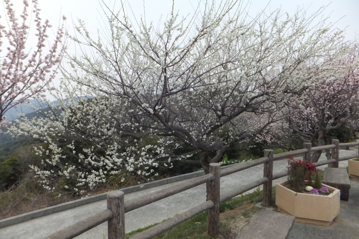御津自然観察公園　世界の梅公園の写真8