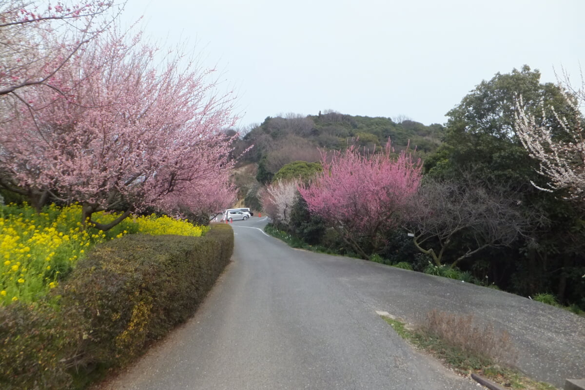 御津自然観察公園　世界の梅公園の写真10