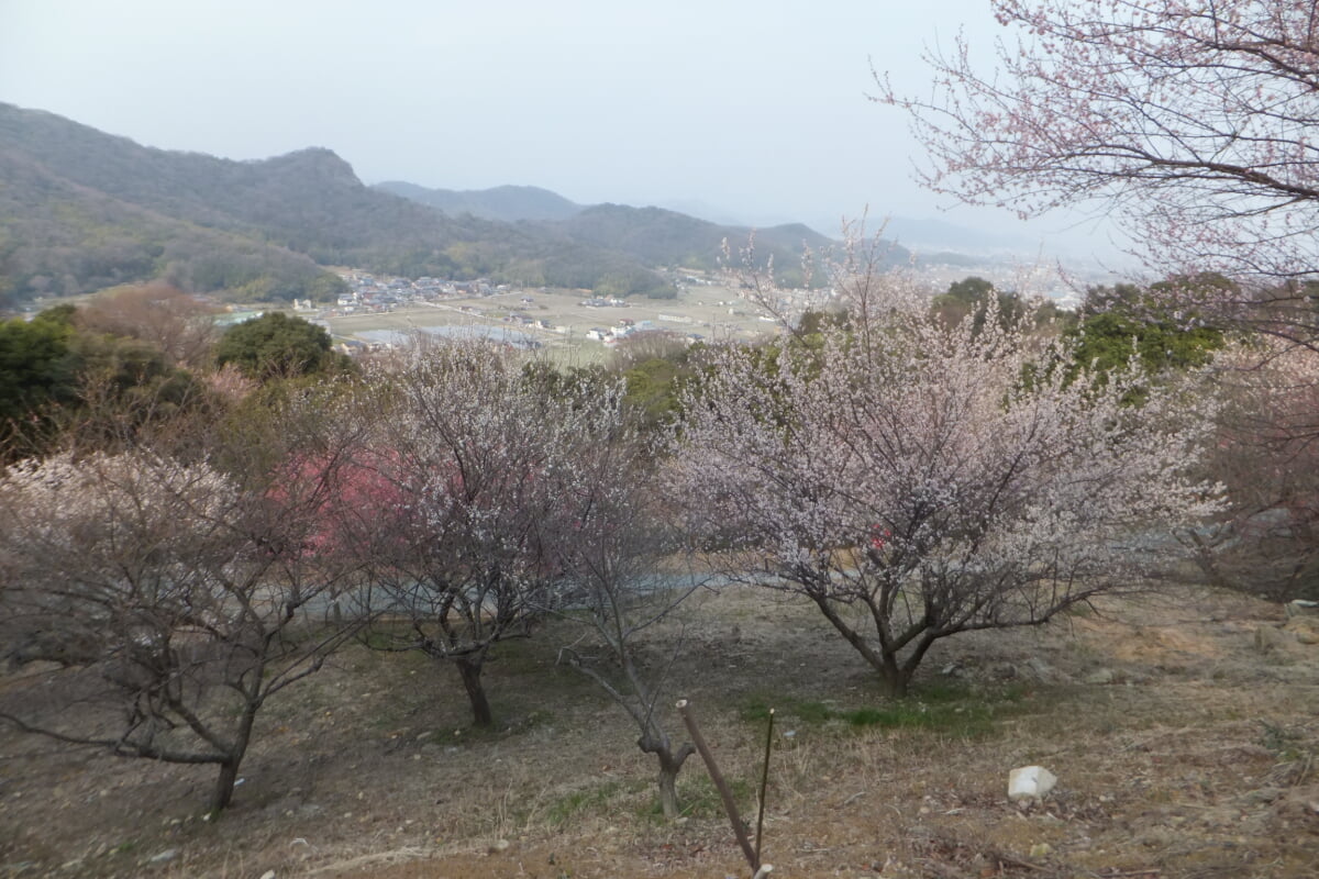 御津自然観察公園　世界の梅公園の写真11