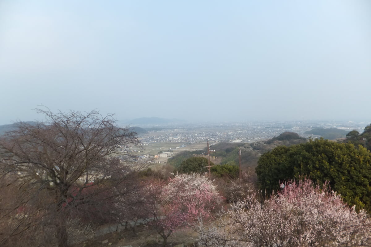御津自然観察公園　世界の梅公園の写真12