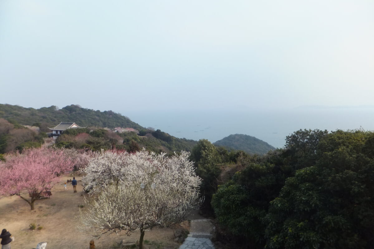 御津自然観察公園　世界の梅公園の写真13