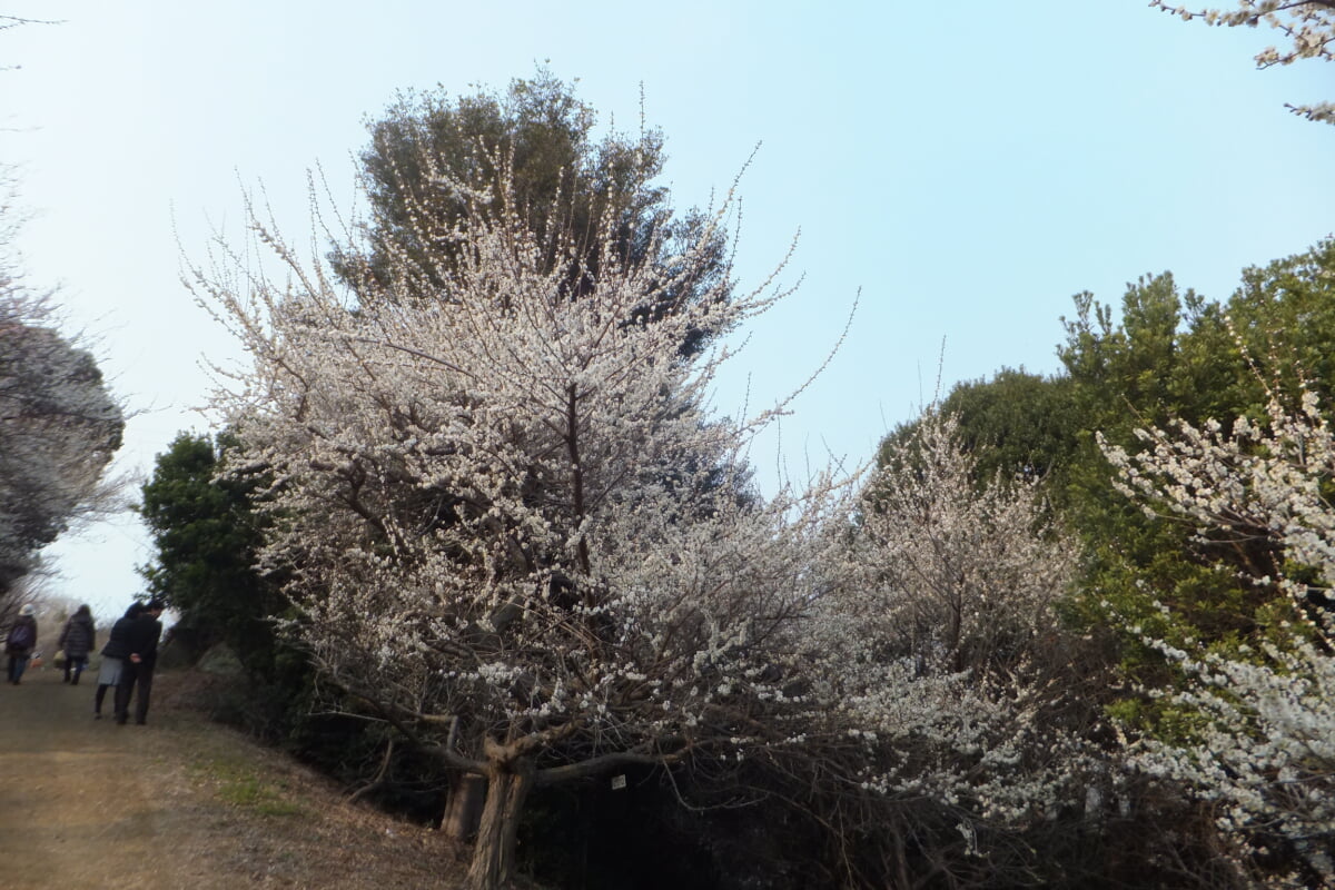 御津自然観察公園　世界の梅公園の写真15