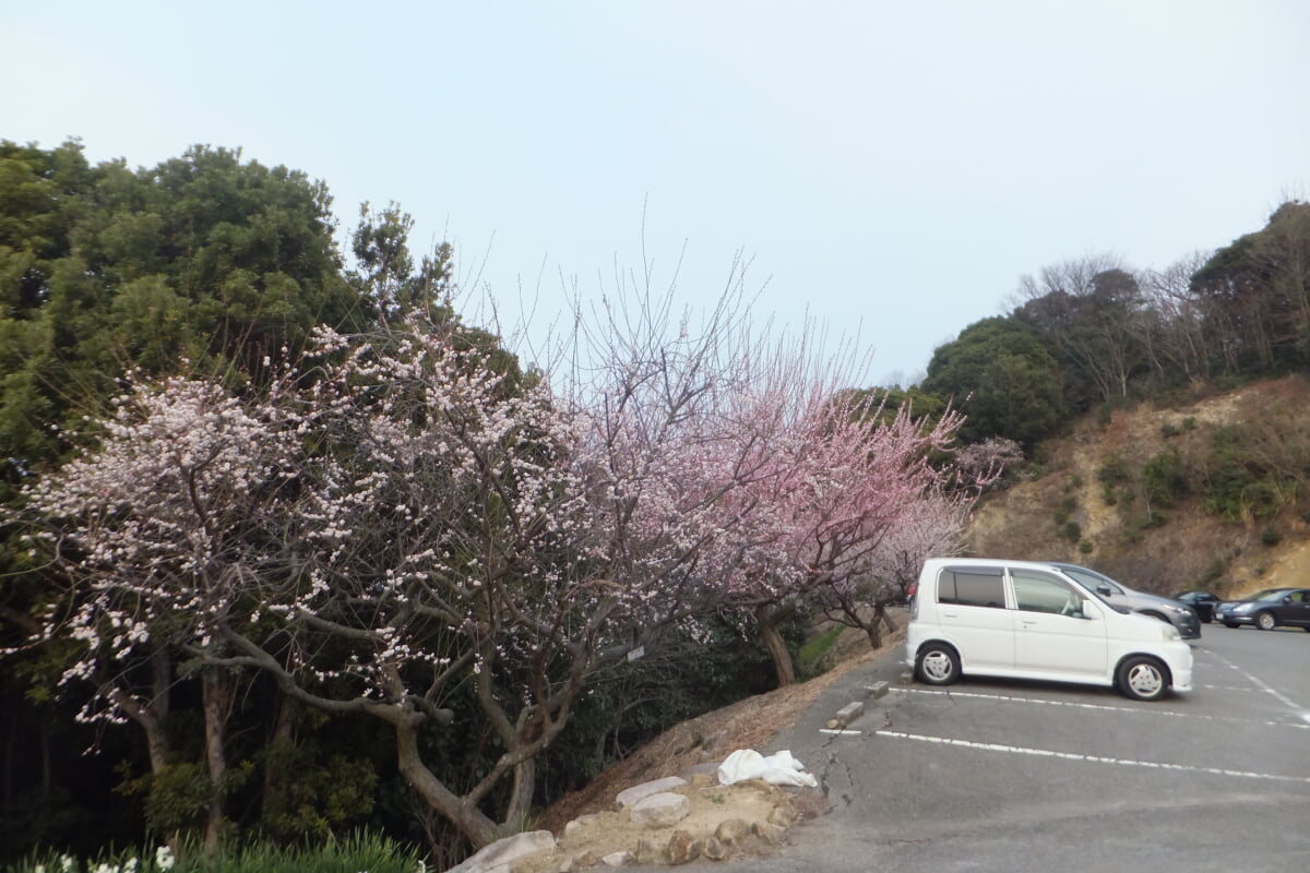御津自然観察公園　世界の梅公園の写真16