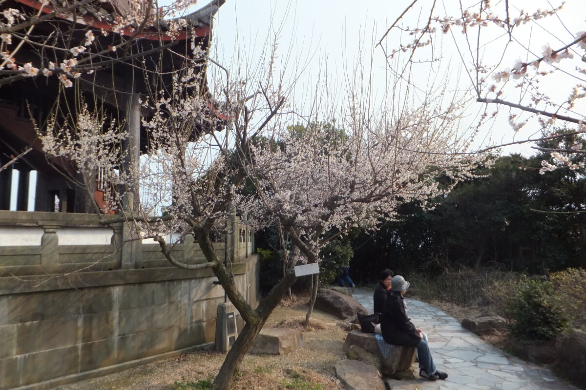 御津自然観察公園　世界の梅公園の写真17