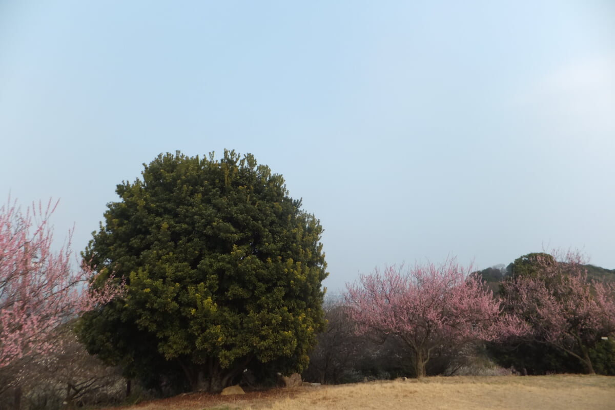 御津自然観察公園　世界の梅公園の写真18