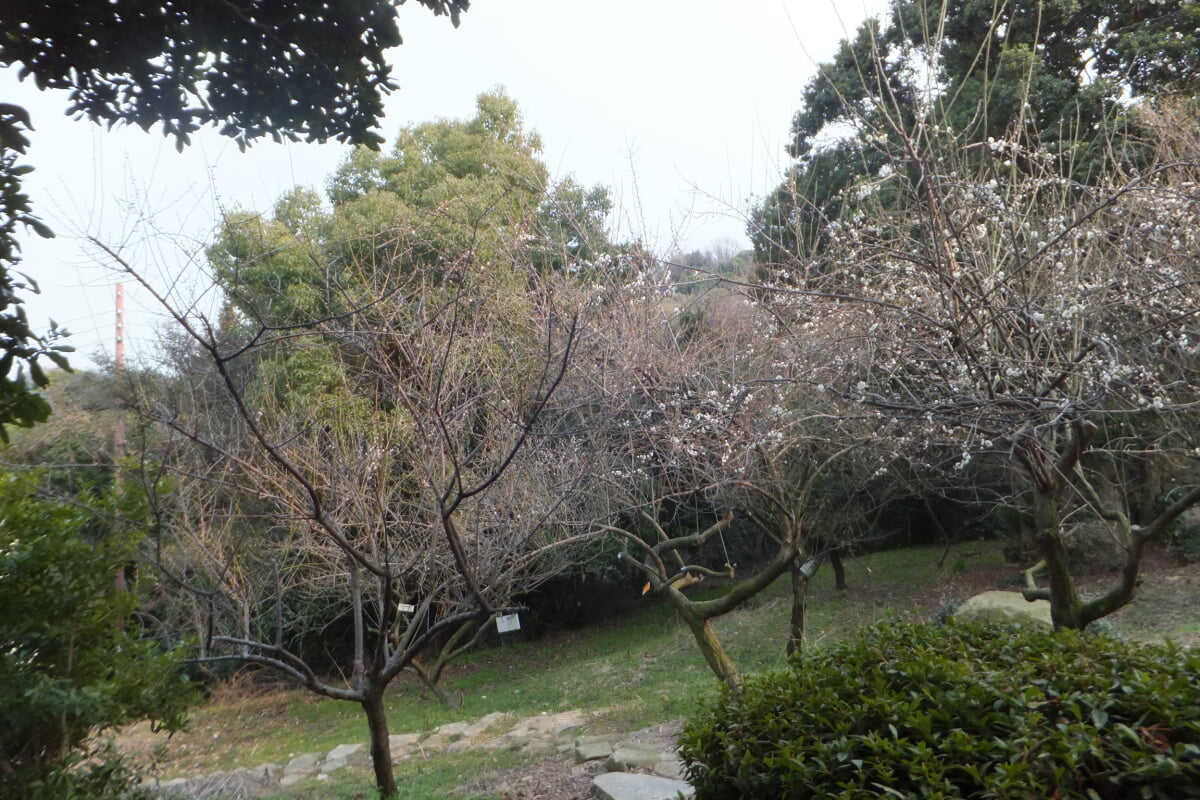 御津自然観察公園　世界の梅公園の写真19