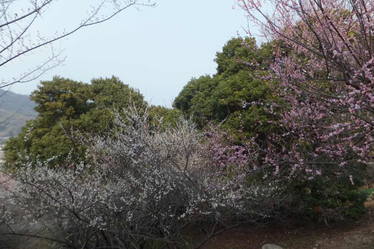 御津自然観察公園　世界の梅公園の写真20