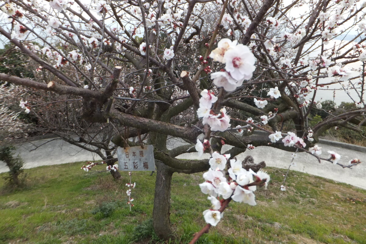 御津自然観察公園　世界の梅公園の写真21