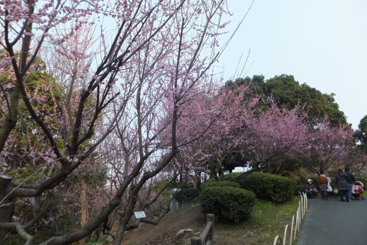 御津自然観察公園　世界の梅公園の写真23