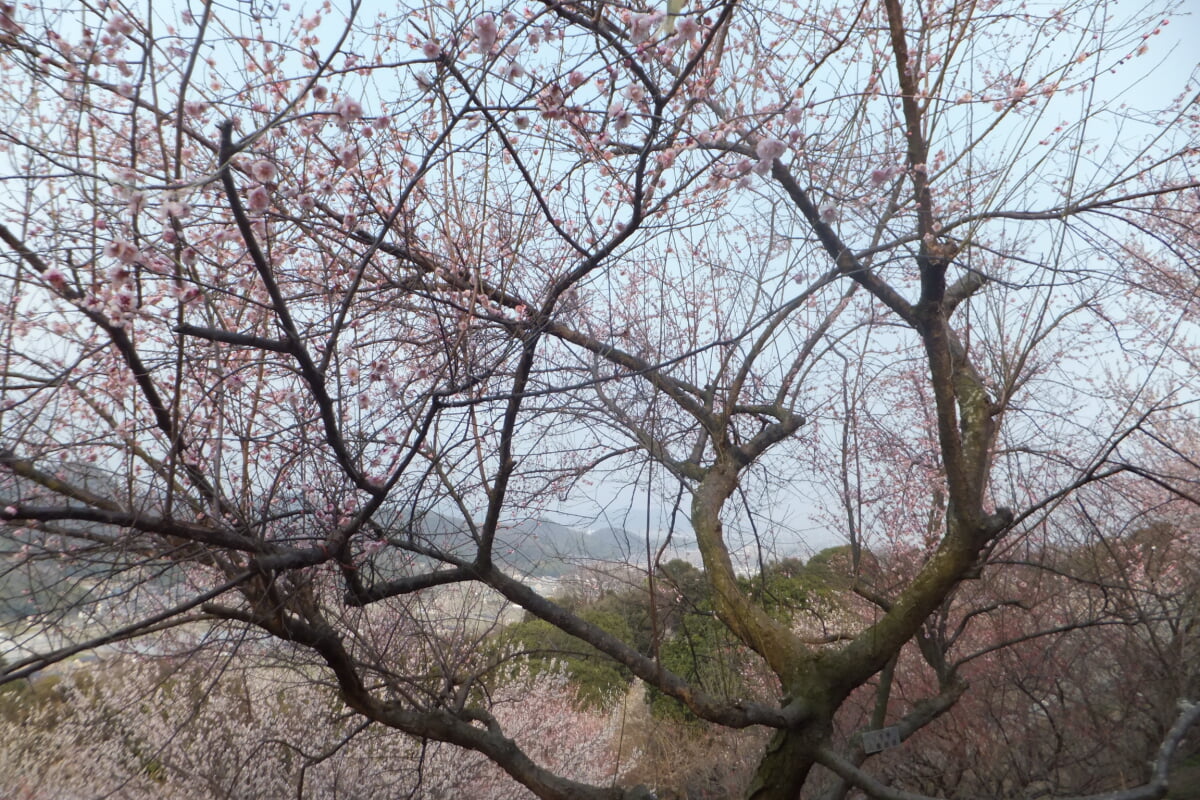 御津自然観察公園　世界の梅公園の写真25
