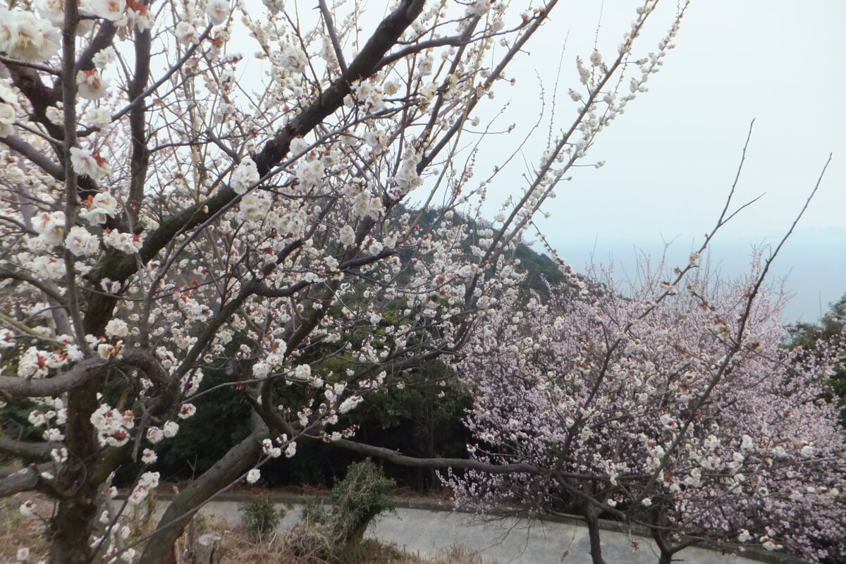 御津自然観察公園　世界の梅公園の写真27