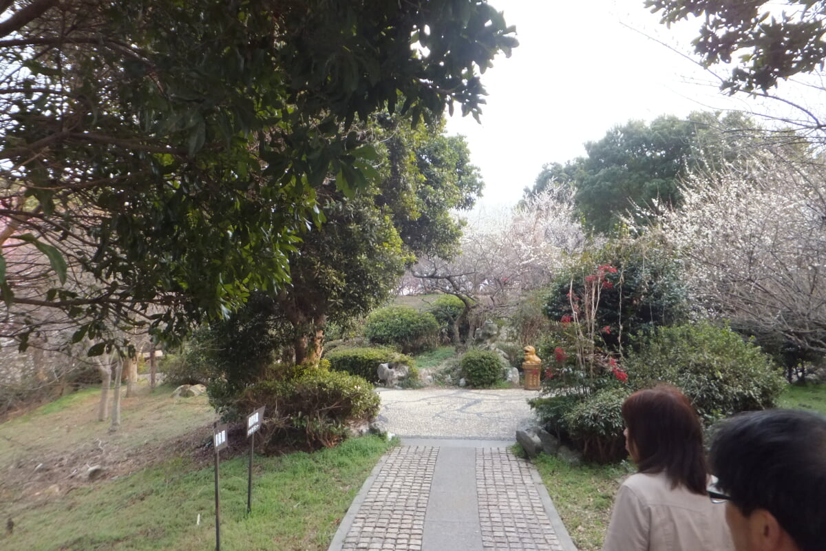 御津自然観察公園　世界の梅公園の写真28