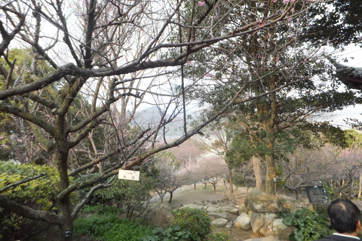 御津自然観察公園　世界の梅公園の写真29