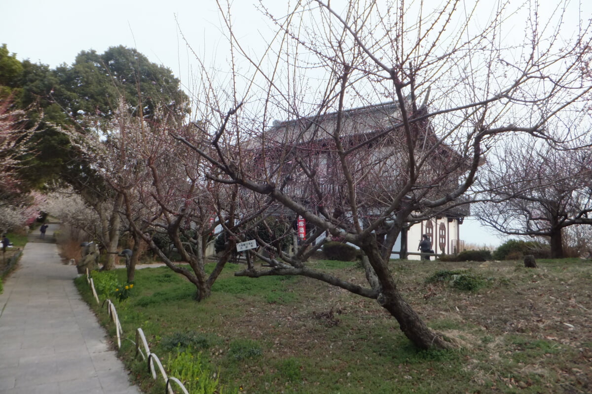御津自然観察公園　世界の梅公園の写真32