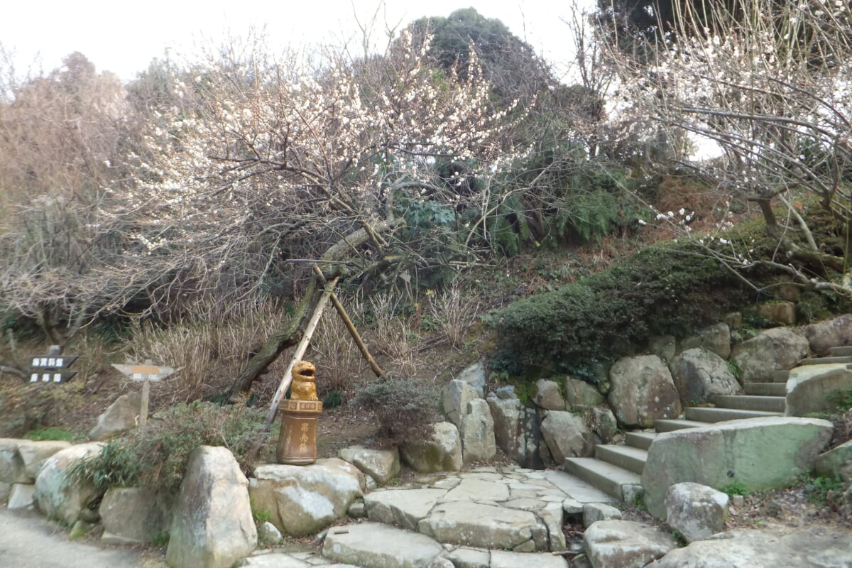 御津自然観察公園　世界の梅公園の写真33