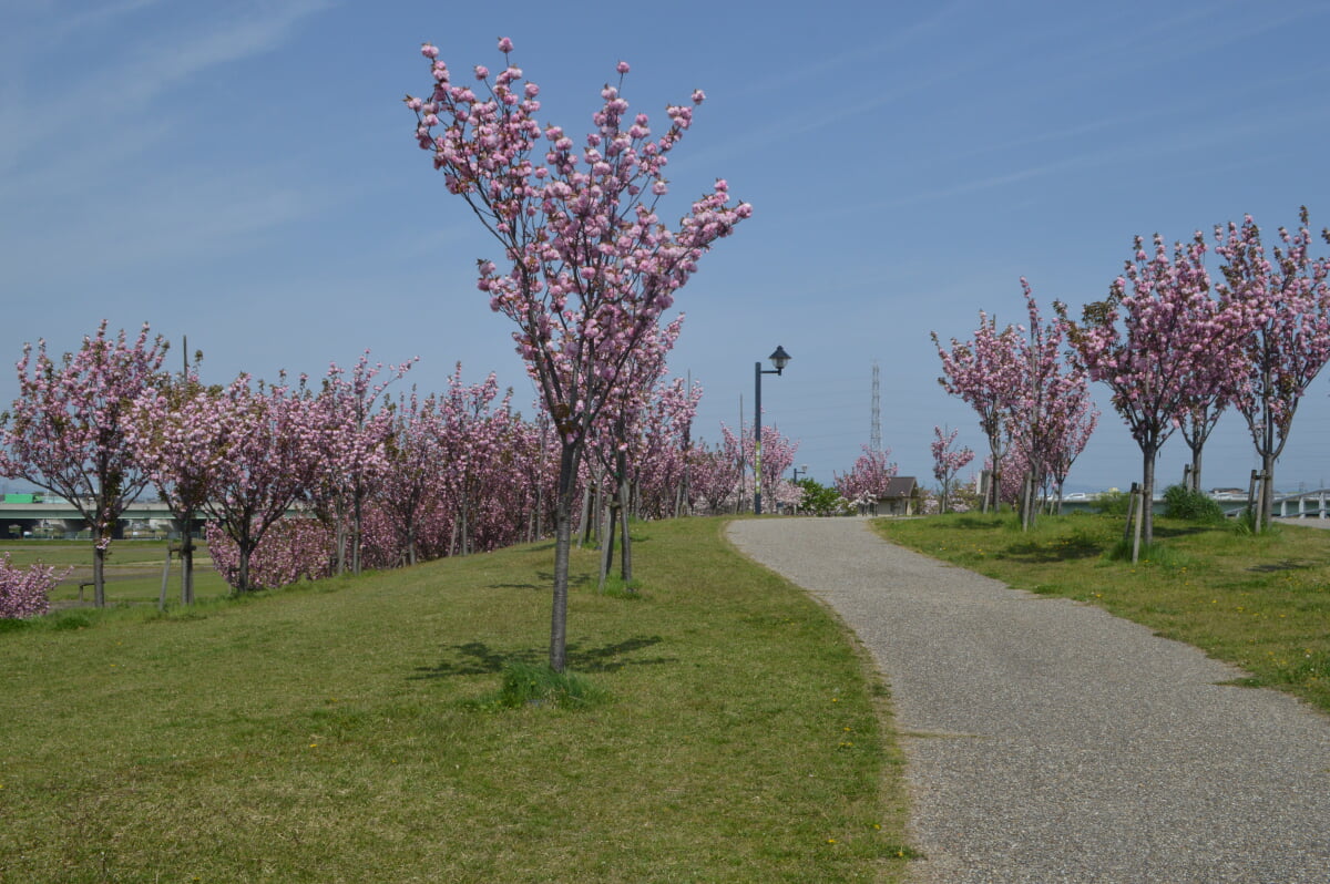 刈谷市総合運動公園の写真12