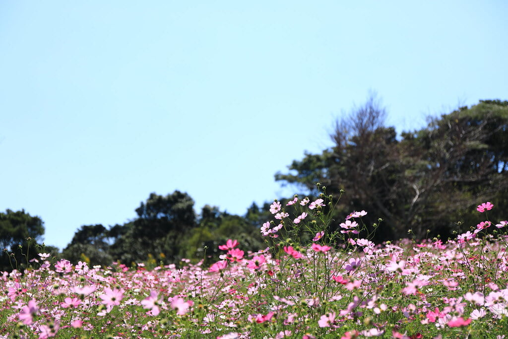 上場高原の写真3