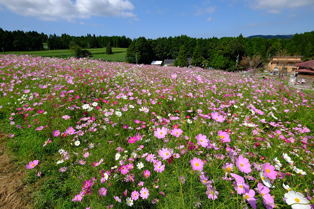 上場高原の写真6