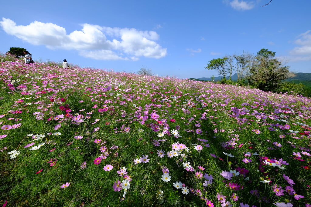 上場高原の写真9