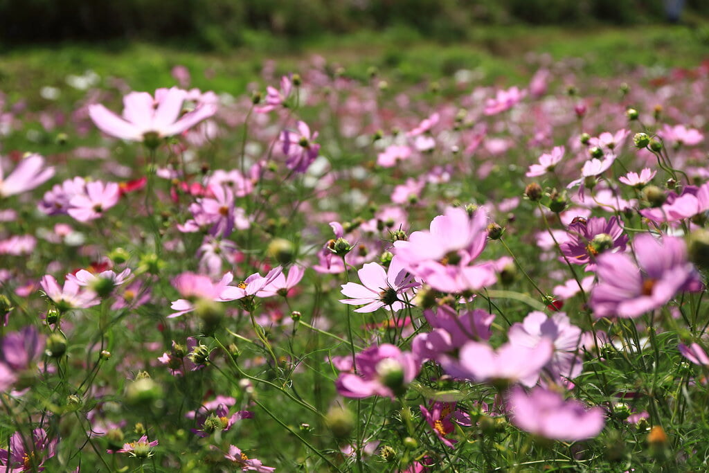 上場高原の写真10