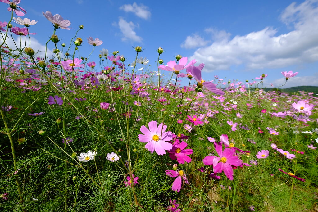 上場高原の写真11