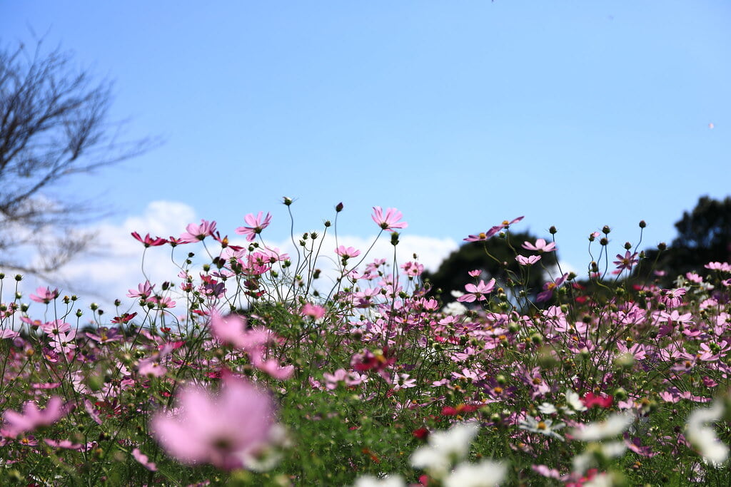 上場高原の写真12