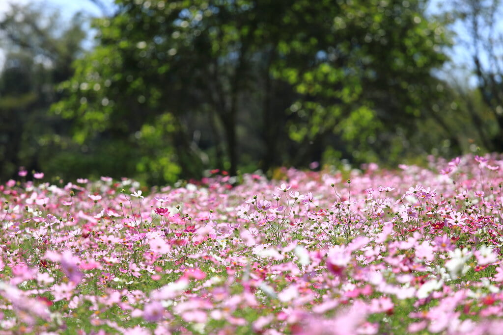 上場高原の写真13