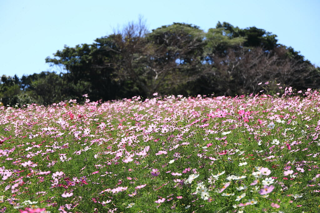 上場高原の写真1