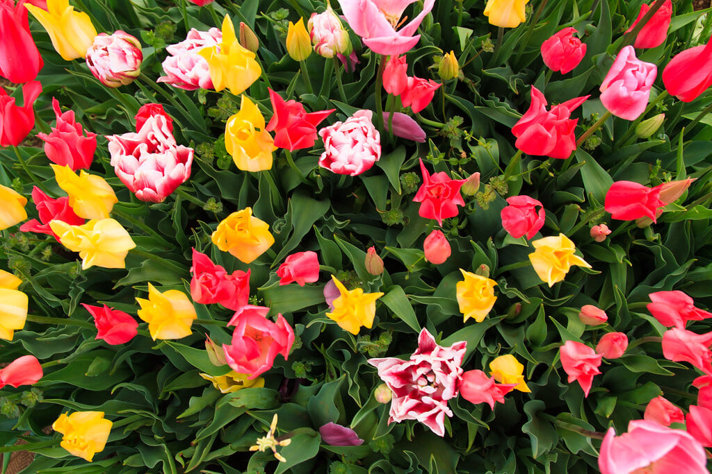 佐倉ふるさと広場の写真3