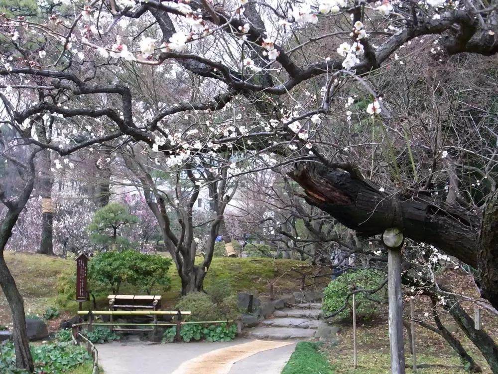 小石川後楽園の写真1