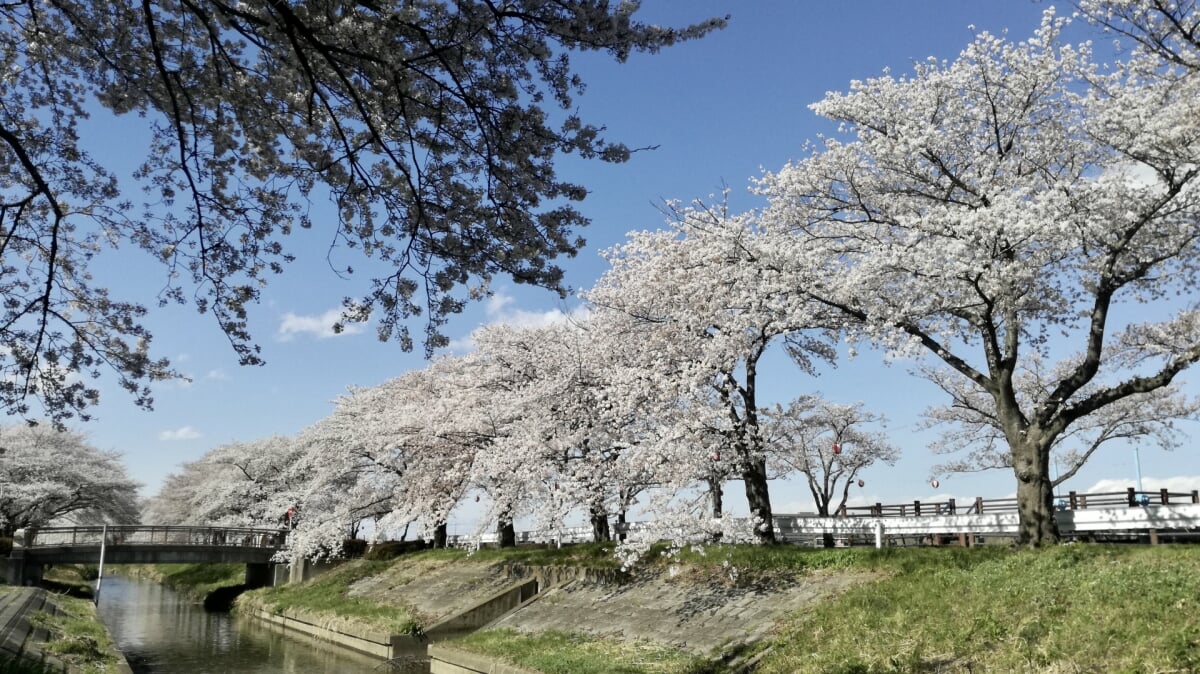 伊佐沼公園の写真1