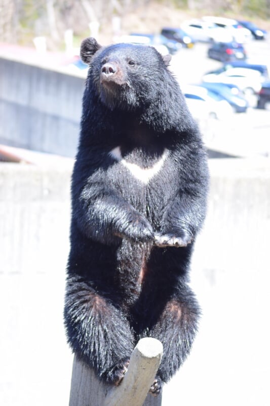 くまくま園の写真2