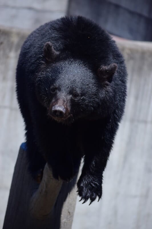 くまくま園の写真3