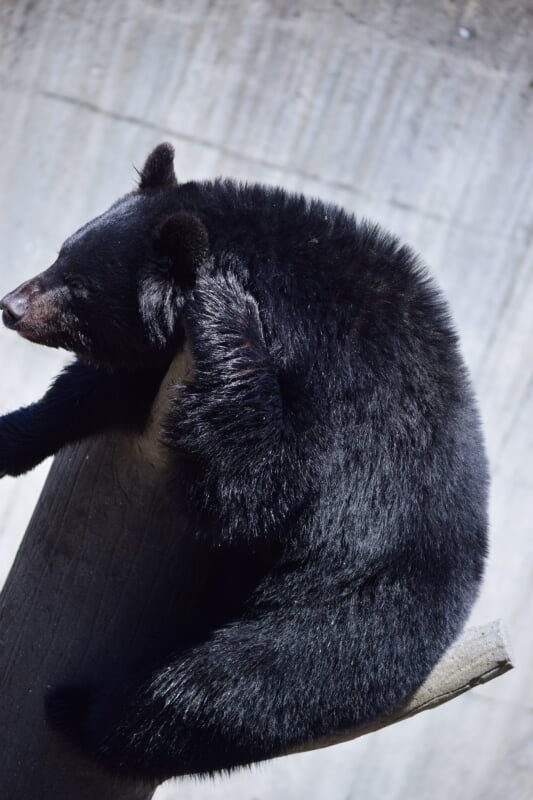くまくま園の写真4