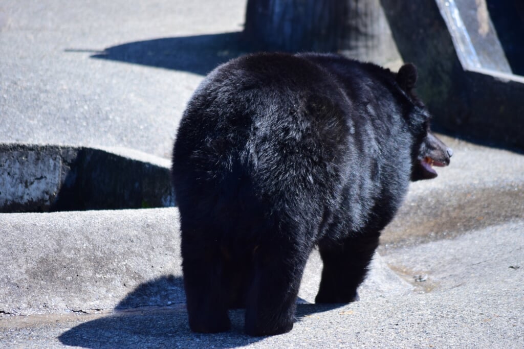 くまくま園の写真1