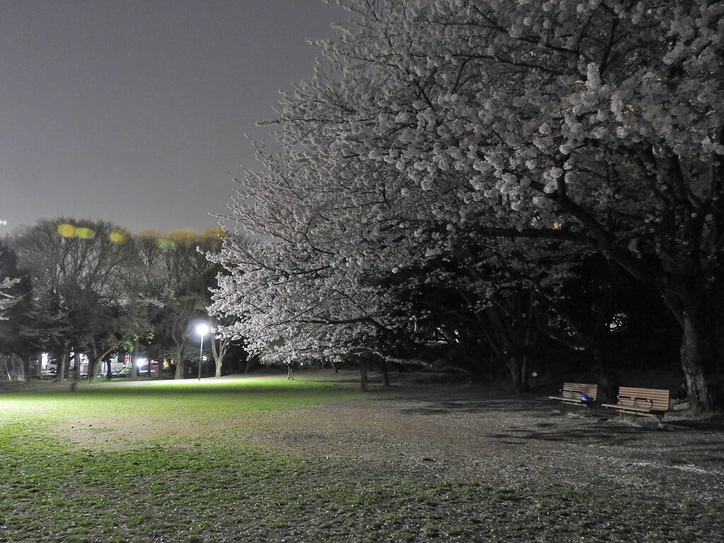 千葉公園の写真8