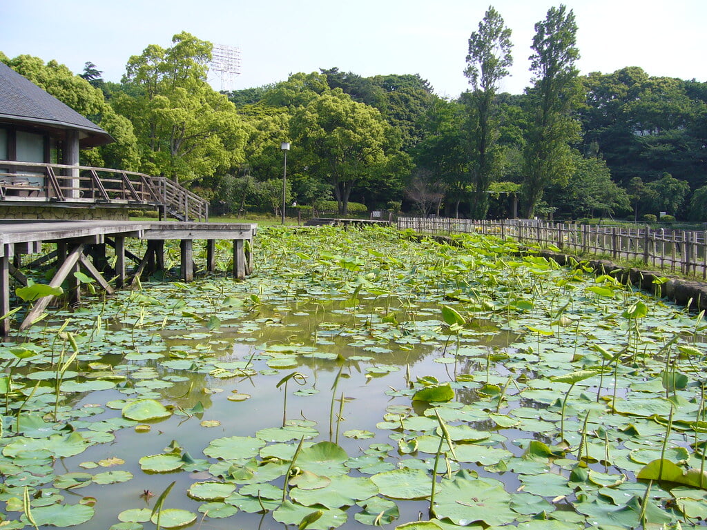 千葉公園の写真12