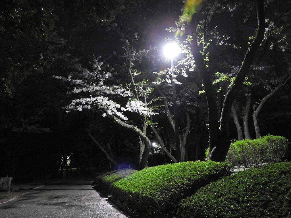 千葉公園の写真16