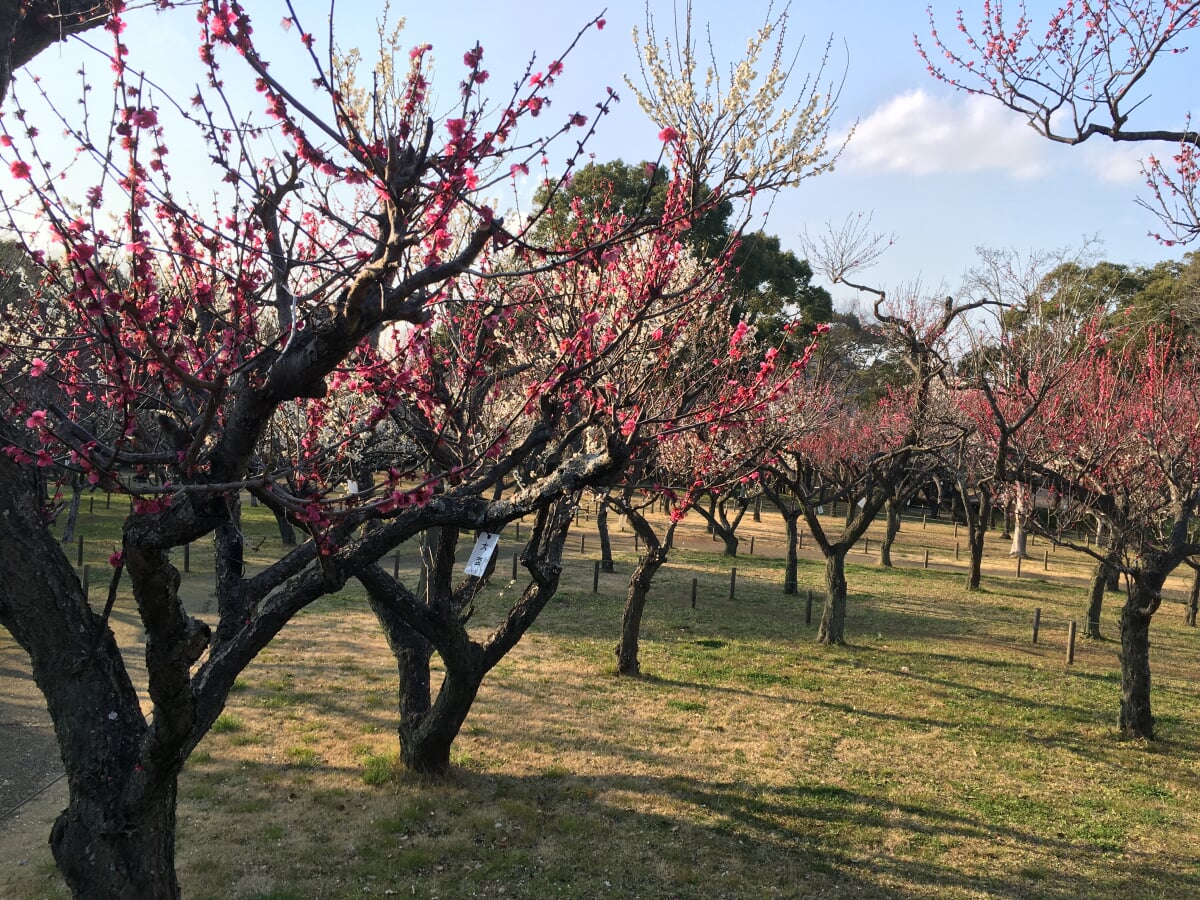 千葉公園の写真18