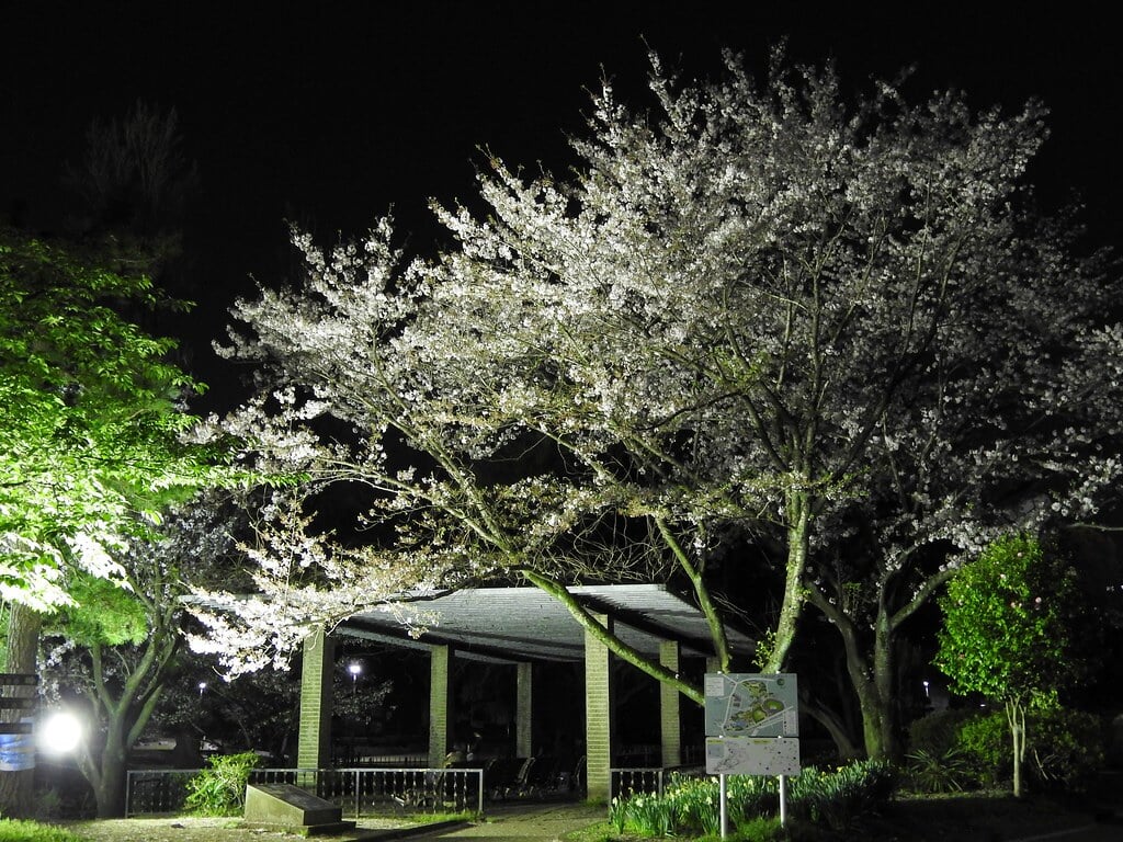 千葉公園の写真19