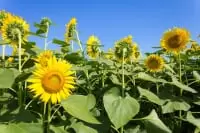 座間市ひまわり畑