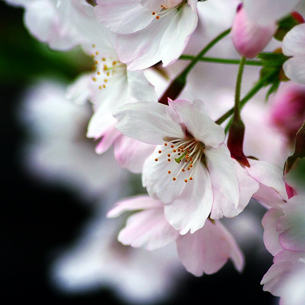 さくら広場の写真3