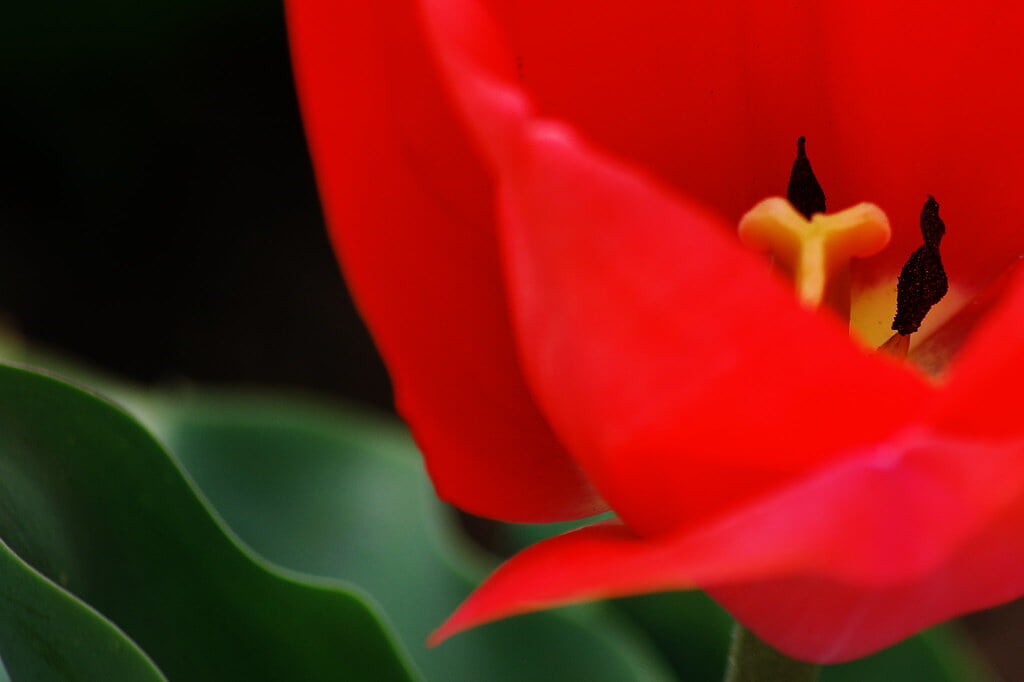 さくら広場の写真4